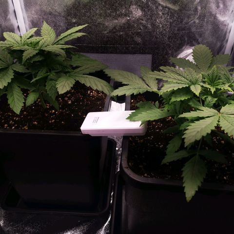 Roy.Gorilla 8.BW ^25%THC growlog timeline photo