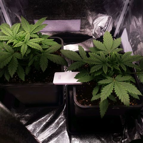 Roy.Gorilla 8.BW ^25%THC growlog timeline photo