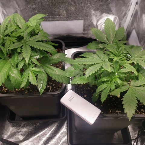 Roy.Gorilla 8.BW ^25%THC growlog timeline photo