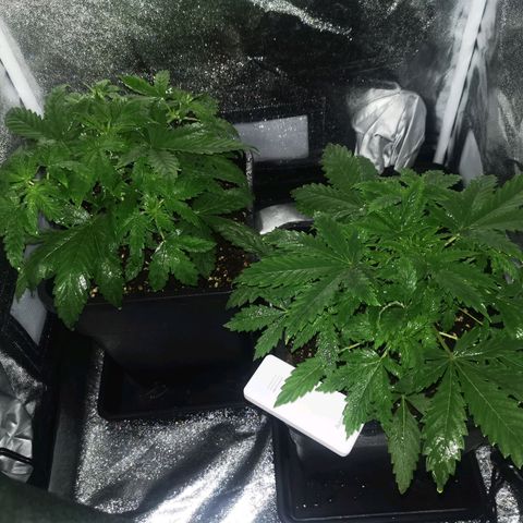 Roy.Gorilla 8.BW ^25%THC growlog timeline photo