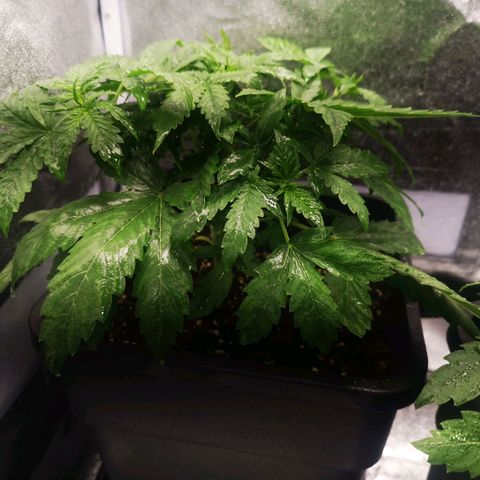 Roy.Gorilla 8.BW ^25%THC growlog timeline photo