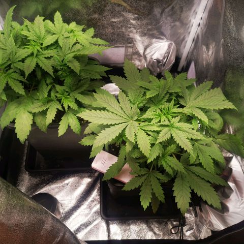 Roy.Gorilla 8.BW ^25%THC growlog timeline photo