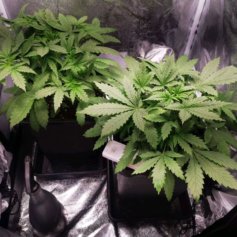 Roy.Gorilla 8.BW ^25%THC growlog timeline photo