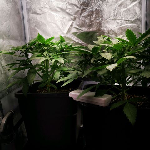 Roy.Gorilla 8.BW ^25%THC growlog timeline photo