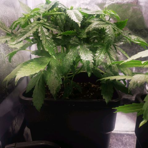 Roy.Gorilla 8.BW ^25%THC growlog timeline photo