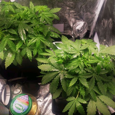 Roy.Gorilla 8.BW ^25%THC growlog timeline photo