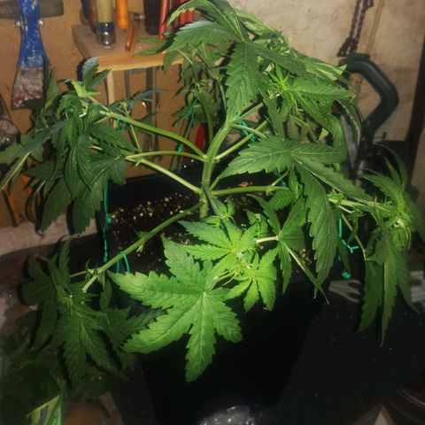Roy.Gorilla 8.BW ^25%THC growlog timeline photo