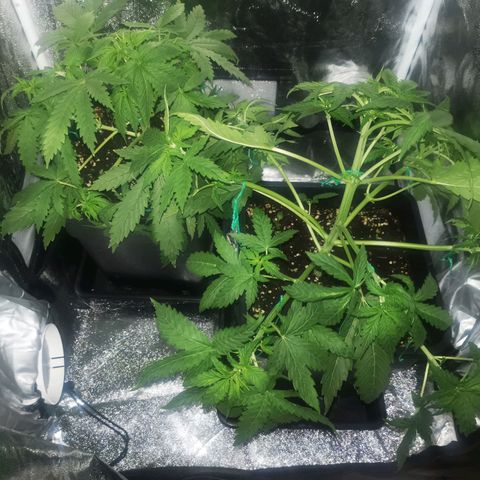 Roy.Gorilla 8.BW ^25%THC growlog timeline photo