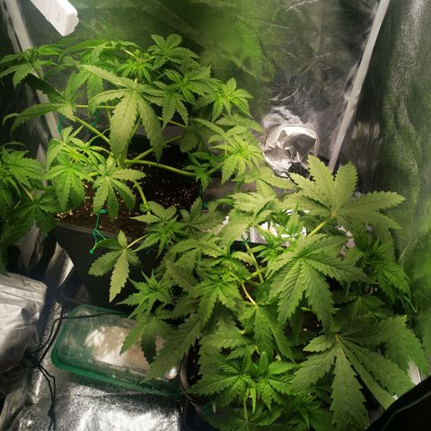 Roy.Gorilla 8.BW ^25%THC growlog timeline photo