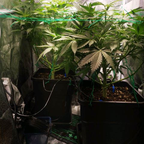 Roy.Gorilla 8.BW ^25%THC growlog timeline photo