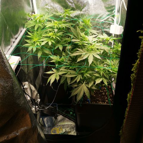 Roy.Gorilla 8.BW ^25%THC growlog timeline photo