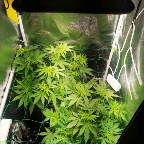 Roy.Gorilla 8.BW ^25%THC growlog timeline photo