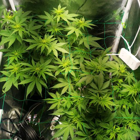 Roy.Gorilla 8.BW ^25%THC growlog timeline photo