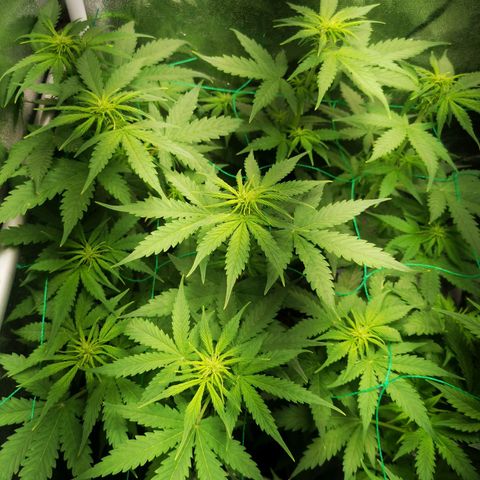 Roy.Gorilla 8.BW ^25%THC growlog timeline photo