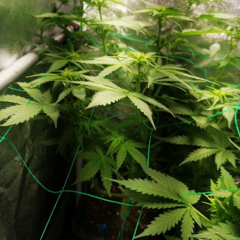 Roy.Gorilla 8.BW ^25%THC growlog timeline photo