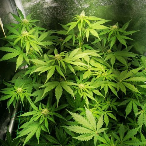 Roy.Gorilla 8.BW ^25%THC growlog timeline photo