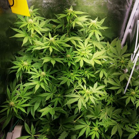 Roy.Gorilla 8.BW ^25%THC growlog timeline photo