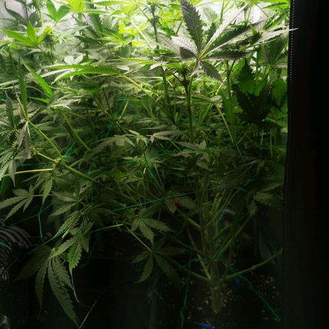 Roy.Gorilla 8.BW ^25%THC growlog timeline photo