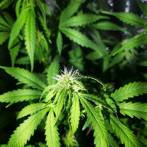 Roy.Gorilla 8.BW ^25%THC growlog timeline photo