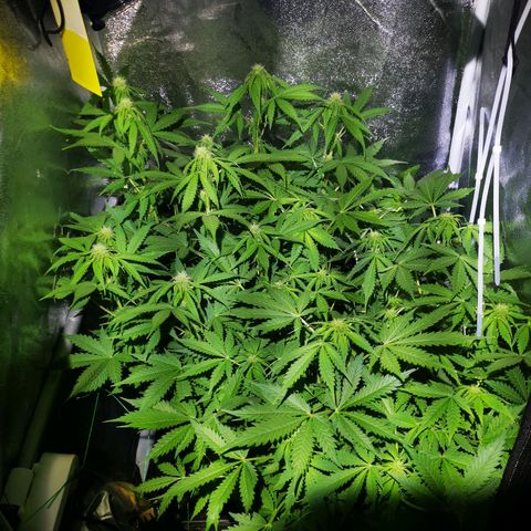 Roy.Gorilla 8.BW ^25%THC growlog timeline photo