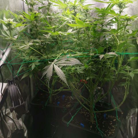 Roy.Gorilla 8.BW ^25%THC growlog timeline photo