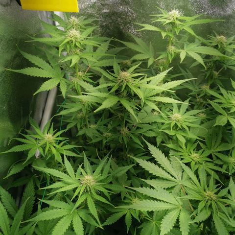 Roy.Gorilla 8.BW ^25%THC growlog timeline photo