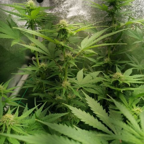 Roy.Gorilla 8.BW ^25%THC growlog timeline photo