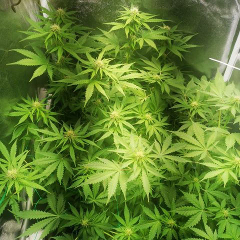 Roy.Gorilla 8.BW ^25%THC growlog timeline photo