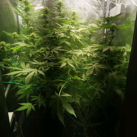 Roy.Gorilla 8.BW ^25%THC growlog timeline photo