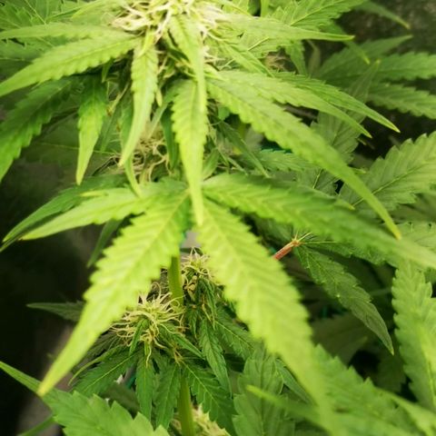 Roy.Gorilla 8.BW ^25%THC growlog timeline photo