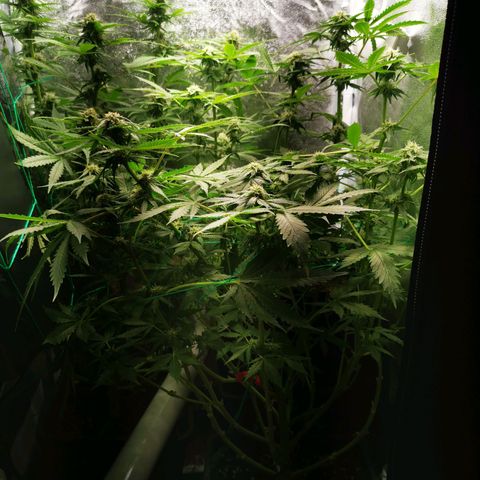 Roy.Gorilla 8.BW ^25%THC growlog timeline photo