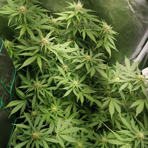 Roy.Gorilla 8.BW ^25%THC growlog timeline photo