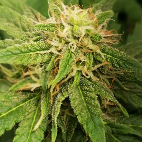 Roy.Gorilla 8.BW ^25%THC growlog timeline photo