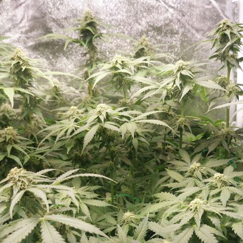 Roy.Gorilla 8.BW ^25%THC growlog timeline photo