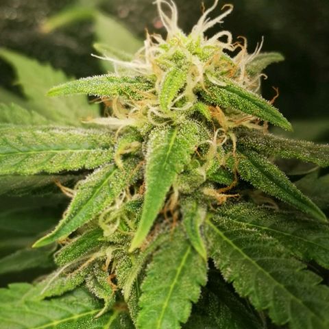 Roy.Gorilla 8.BW ^25%THC growlog timeline photo