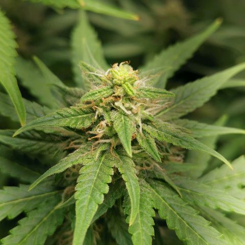 Roy.Gorilla 8.BW ^25%THC growlog timeline photo