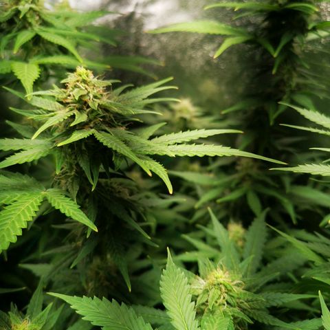 Roy.Gorilla 8.BW ^25%THC growlog timeline photo