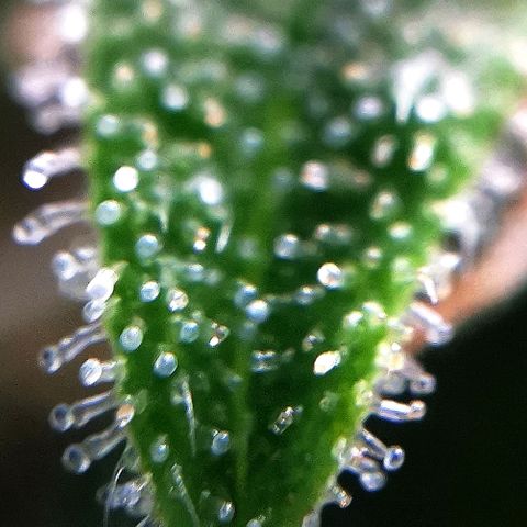 Roy.Gorilla 8.BW ^25%THC growlog timeline photo