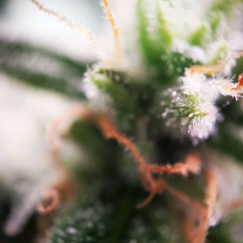 Roy.Gorilla 8.BW ^25%THC growlog timeline photo