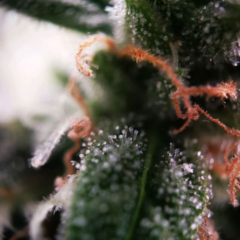 Roy.Gorilla 8.BW ^25%THC growlog timeline photo