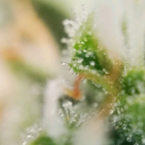 Roy.Gorilla 8.BW ^25%THC growlog timeline photo
