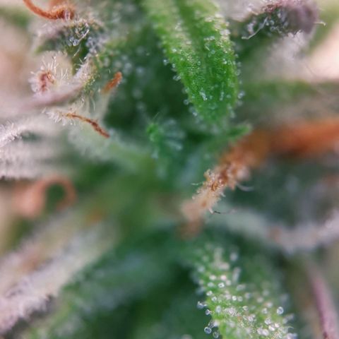 Roy.Gorilla 8.BW ^25%THC growlog timeline photo