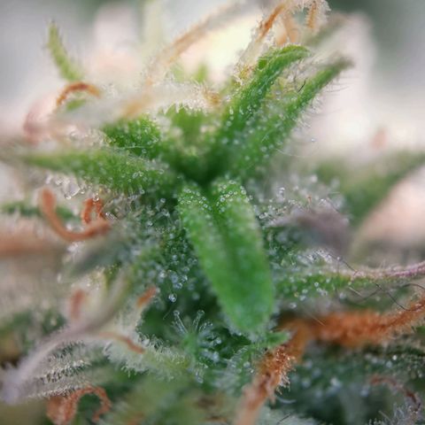 Roy.Gorilla 8.BW ^25%THC growlog timeline photo