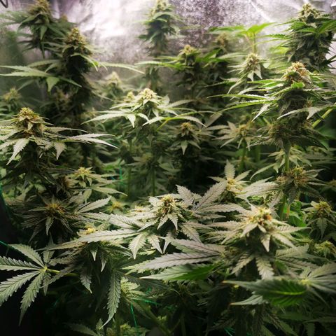 Roy.Gorilla 8.BW ^25%THC growlog timeline photo