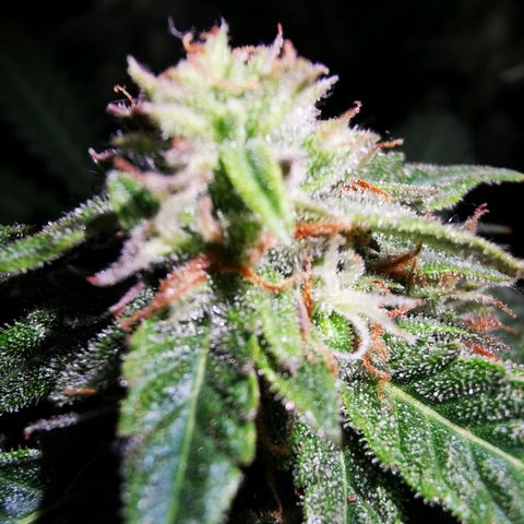 Roy.Gorilla 8.BW ^25%THC growlog timeline photo