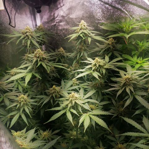 Roy.Gorilla 8.BW ^25%THC growlog timeline photo