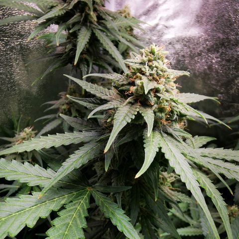 Roy.Gorilla 8.BW ^25%THC growlog timeline photo