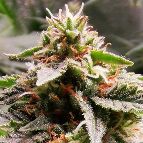 Roy.Gorilla 8.BW ^25%THC growlog timeline photo