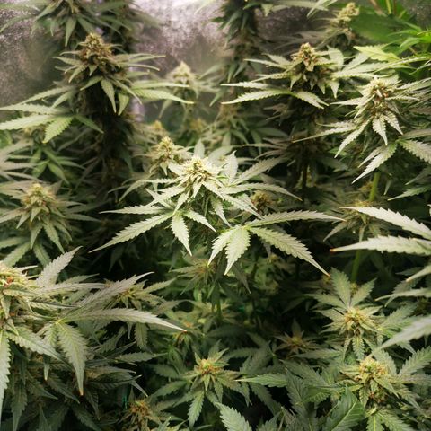 Roy.Gorilla 8.BW ^25%THC growlog timeline photo