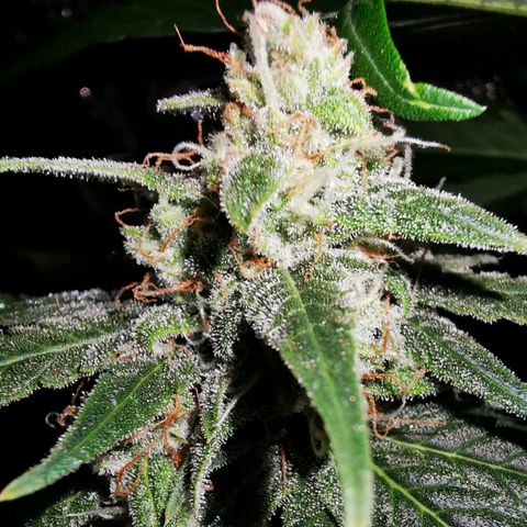 Roy.Gorilla 8.BW ^25%THC growlog timeline photo